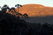 Sao Joaquim National Park